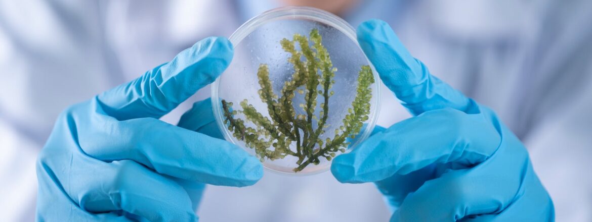 Person Holding Container With Seaweed