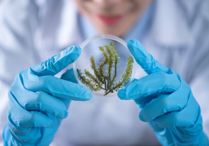 Person Holding Container With Seaweed